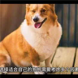 如何选择适合自己养的狗狗—愿每个小狗都能遇见好的主人
