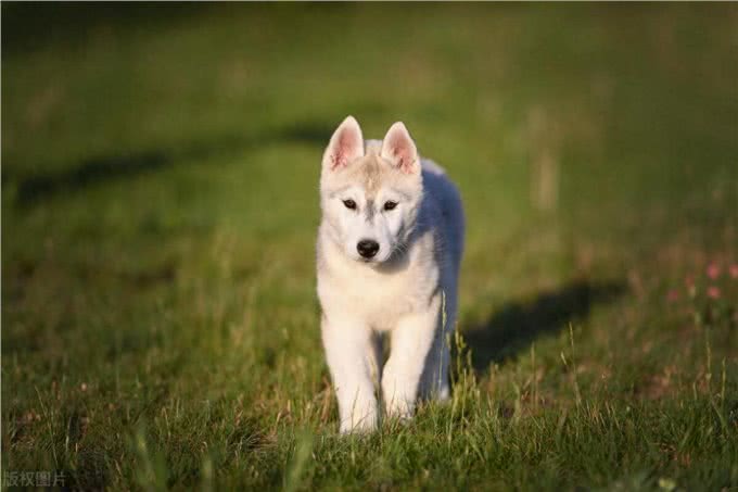 哈士奇是大型犬还是中型犬，哈士奇是大型犬吗，哈士奇是中型犬吗