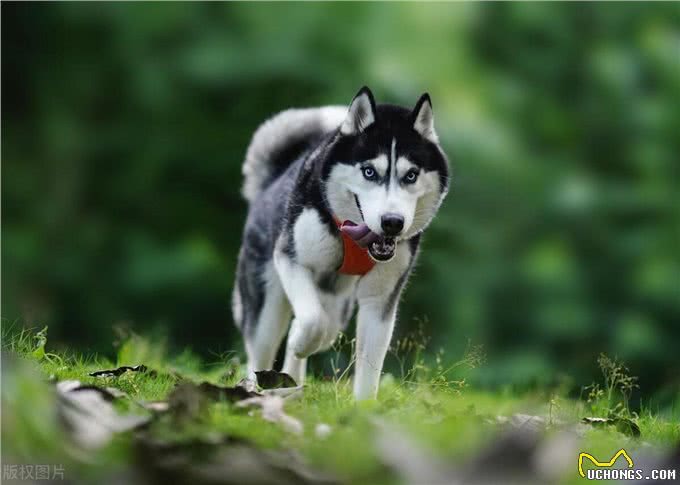 哈士奇是大型犬还是中型犬，哈士奇是大型犬吗，哈士奇是中型犬吗
