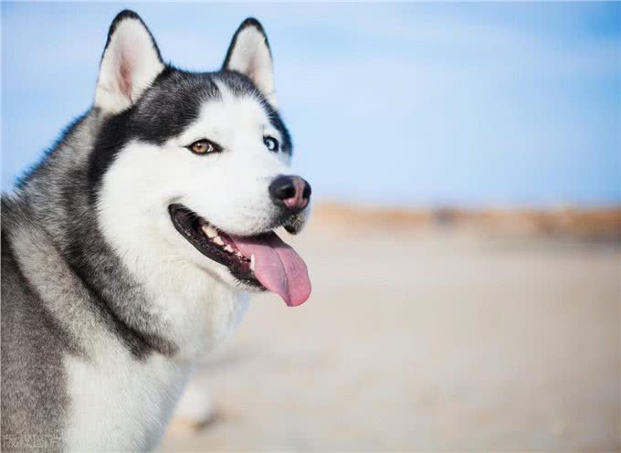 哈士奇是大型犬还是中型犬，哈士奇是大型犬吗，哈士奇是中型犬吗