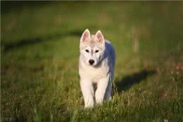 哈士奇是大型犬还是中型犬，哈士奇是大型犬吗，哈士奇是中型犬吗