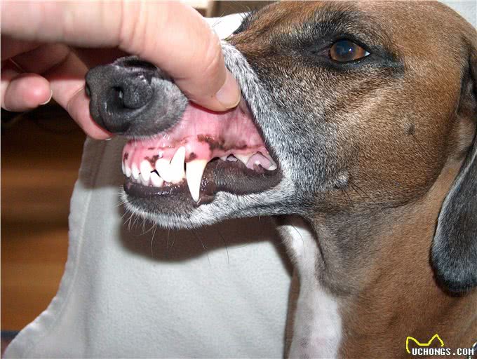 给狗狗刷牙，从牙刷牙膏开始，准备充足刷牙一气呵成