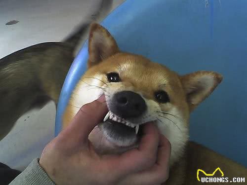 给狗狗刷牙，从牙刷牙膏开始，准备充足刷牙一气呵成