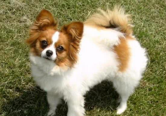 能处罚调皮的蝴蝶犬吗?这种方式可行吗?它们会害怕吗?