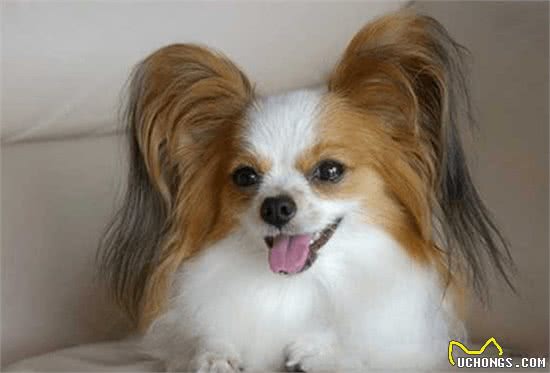 能处罚调皮的蝴蝶犬吗?这种方式可行吗?它们会害怕吗?