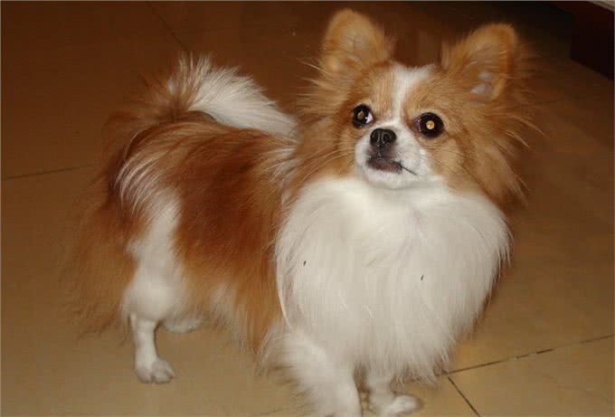 能处罚调皮的蝴蝶犬吗?这种方式可行吗?它们会害怕吗?