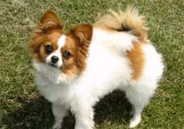 能处罚调皮的蝴蝶犬吗?这种方式可行吗?它们会害怕吗?