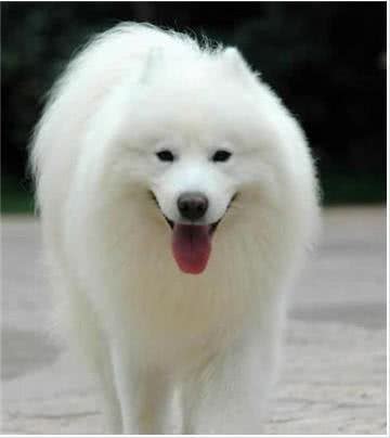 可爱宠物之萨摩犬