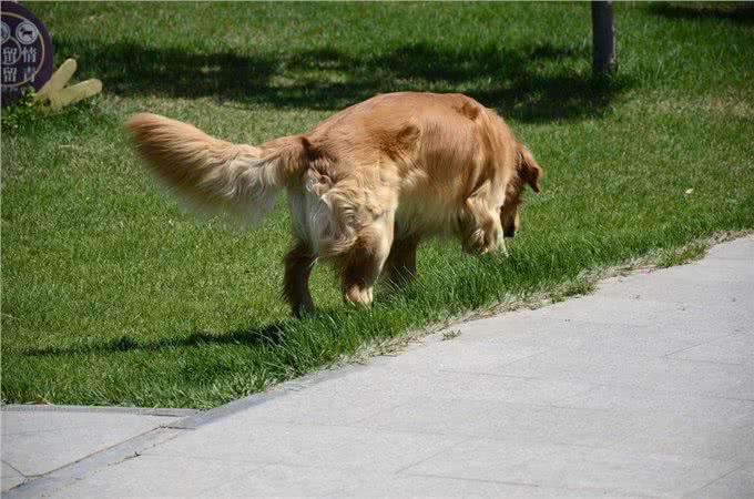 狗狗散步的一些常识您了解吗?