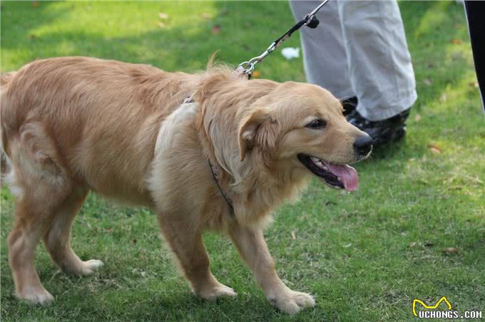 狗狗散步的一些常识您了解吗?