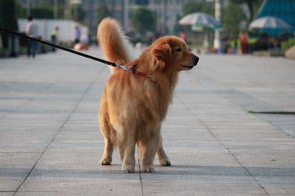 狗狗散步的一些常识您了解吗?