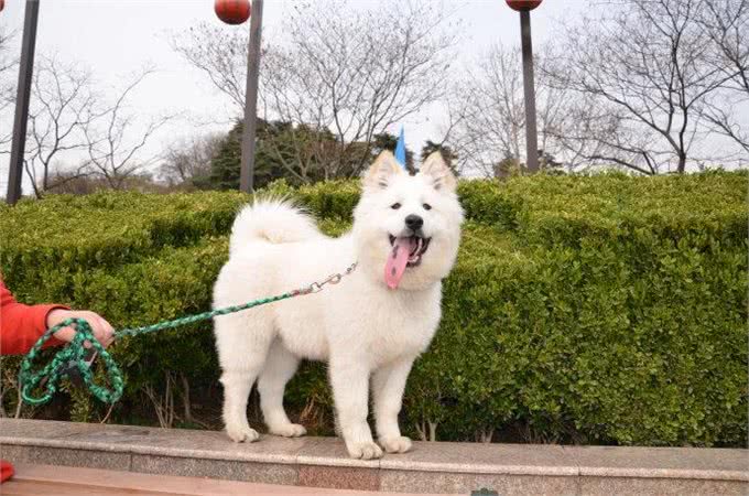 狗狗散步的一些常识您了解吗?