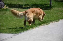 狗狗散步的一些常识您了解吗?