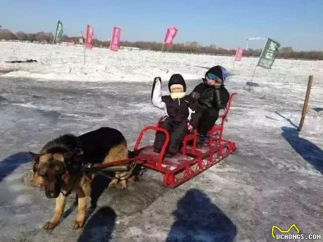 都要9012年了!这些雪橇犬真的不能拉!雪!橇!