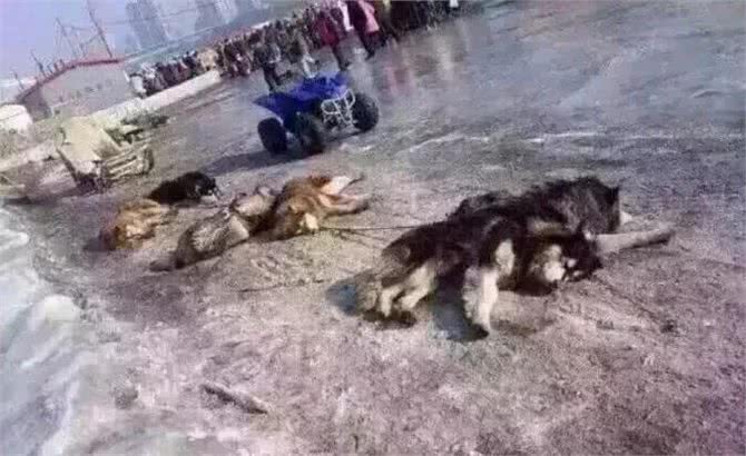 都要9012年了!这些雪橇犬真的不能拉!雪!橇!