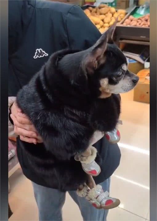 狗狗穿着定制的貂皮大衣，男子以为是假的，与狗主人交谈后却酸了