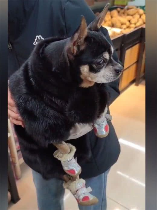 狗狗穿着定制的貂皮大衣，男子以为是假的，与狗主人交谈后却酸了