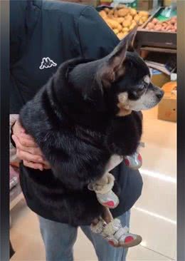 狗狗穿着定制的貂皮大衣，男子以为是假的，与狗主人交谈后却酸了