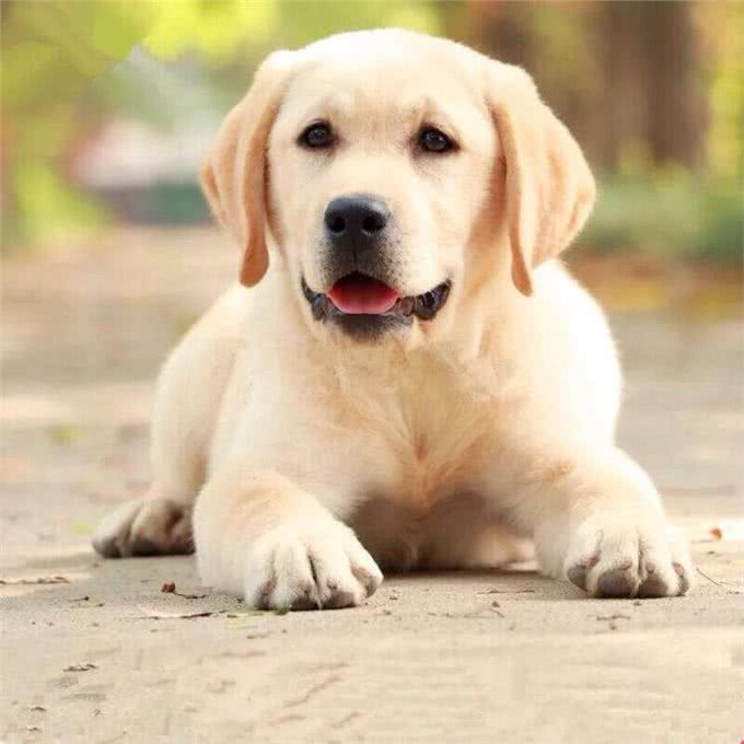 为什么大多数人选择狗作为宠物，而不是其他动物?