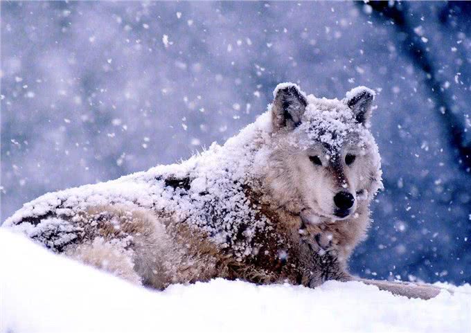 为什么大多数人选择狗作为宠物，而不是其他动物?