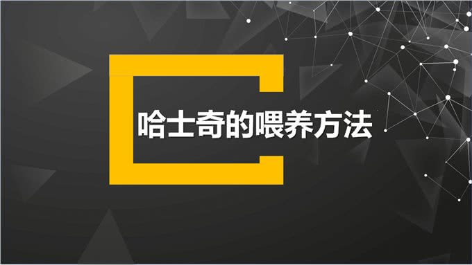不要到处去问了!一文看懂哈士奇的喂养和训练方法