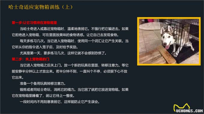 不要到处去问了!一文看懂哈士奇的喂养和训练方法