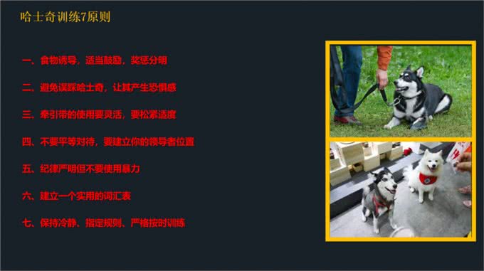 不要到处去问了!一文看懂哈士奇的喂养和训练方法