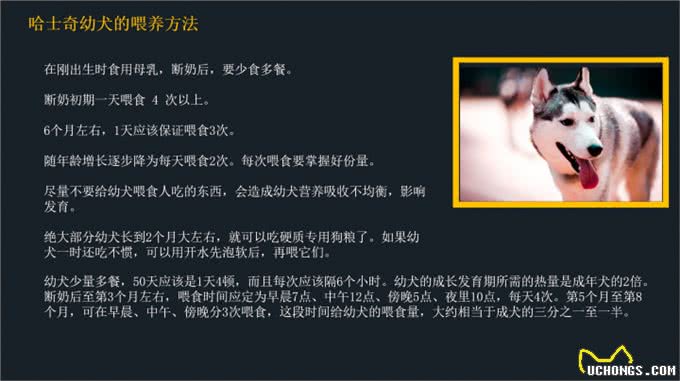 不要到处去问了!一文看懂哈士奇的喂养和训练方法