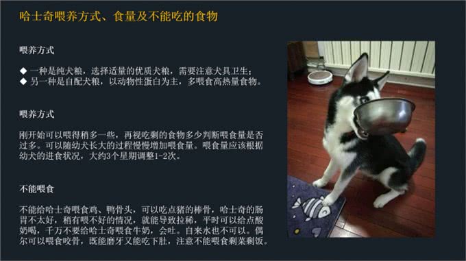 不要到处去问了!一文看懂哈士奇的喂养和训练方法