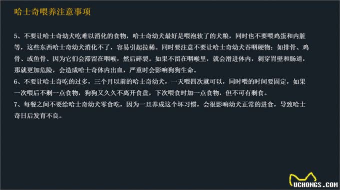 不要到处去问了!一文看懂哈士奇的喂养和训练方法