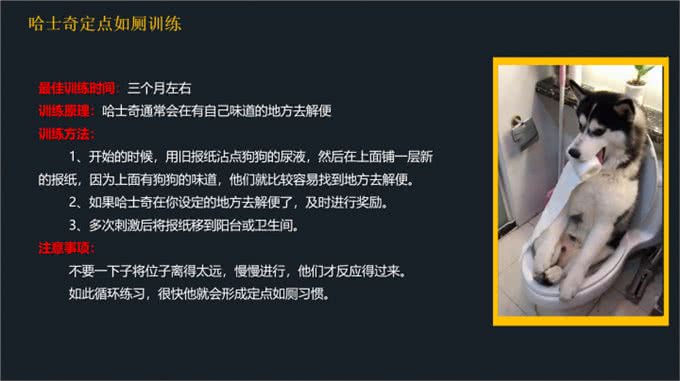 不要到处去问了!一文看懂哈士奇的喂养和训练方法