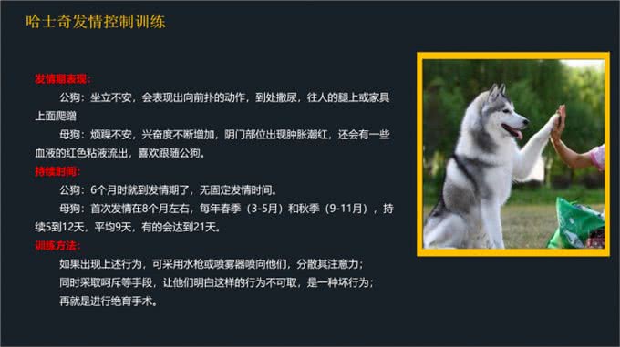 不要到处去问了!一文看懂哈士奇的喂养和训练方法