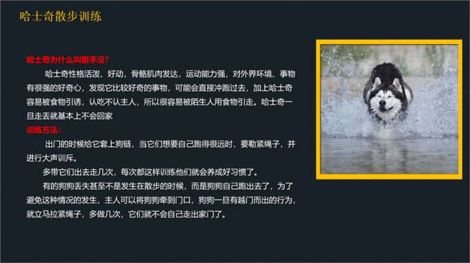 不要到处去问了!一文看懂哈士奇的喂养和训练方法