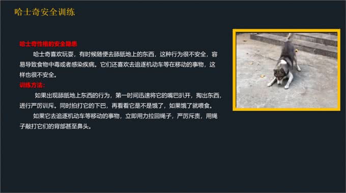 不要到处去问了!一文看懂哈士奇的喂养和训练方法