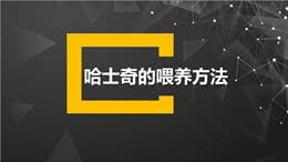 不要到处去问了!一文看懂哈士奇的喂养和训练方法