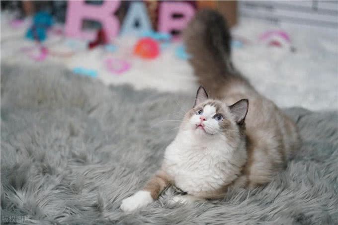 布偶猫，可爱的小精灵