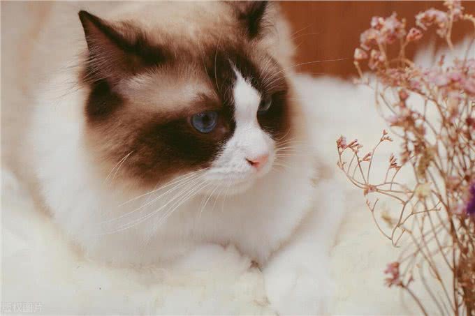 布偶猫，可爱的小精灵