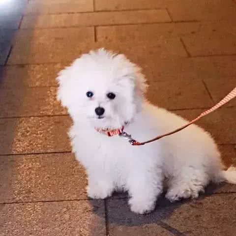 这才是训练比熊上厕所的正确方法