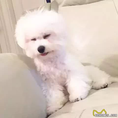 这才是训练比熊上厕所的正确方法