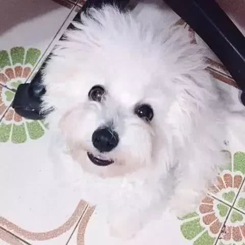 这才是训练比熊上厕所的正确方法