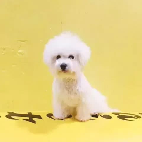 这才是训练比熊上厕所的正确方法