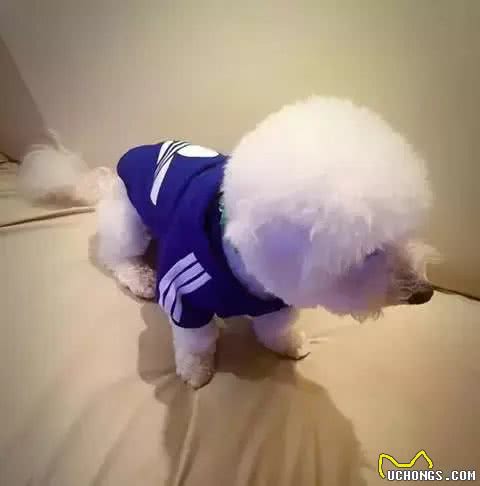 这才是训练比熊上厕所的正确方法