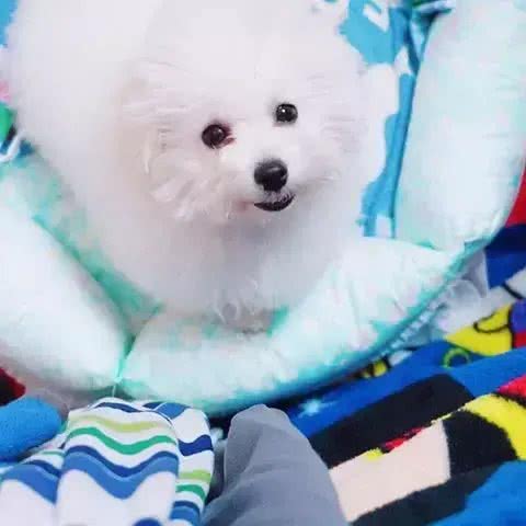 这才是训练比熊上厕所的正确方法