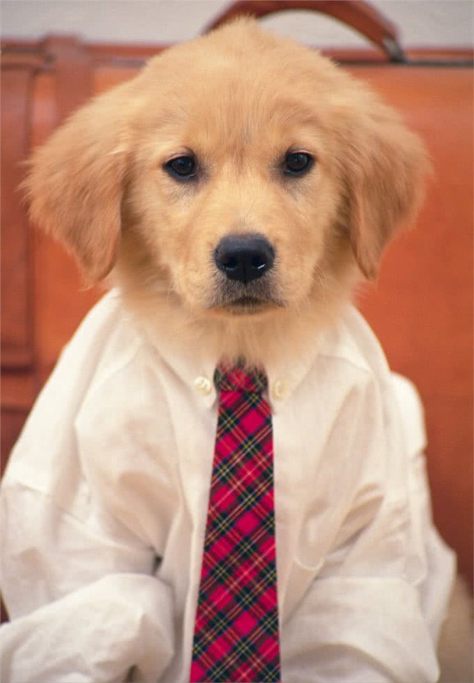 狗狗有以下几个动作，那是它在向你认错!