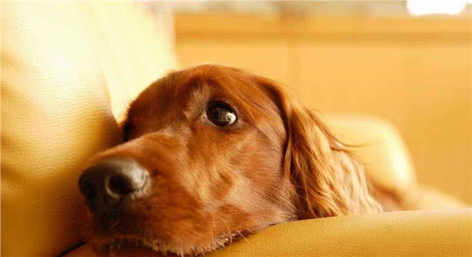 狗狗有以下几个动作，那是它在向你认错!