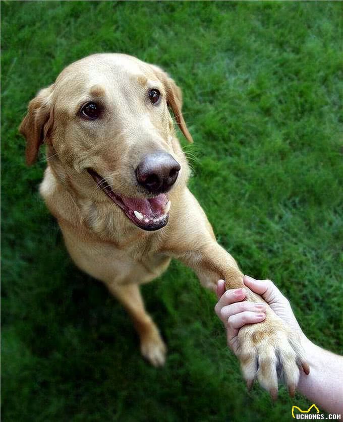 狗狗有以下几个动作，那是它在向你认错!