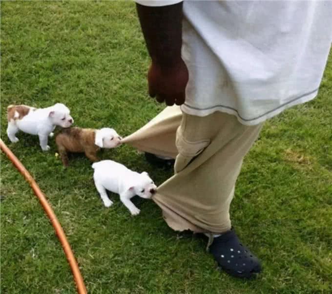 狗狗有以下几个动作，那是它在向你认错!