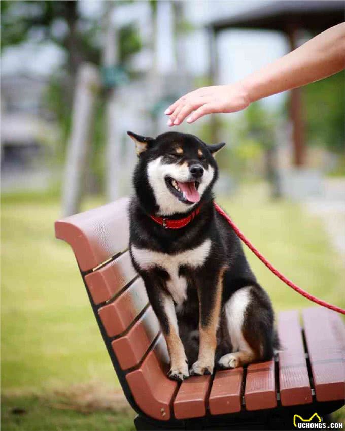 狗狗有以下几个动作，那是它在向你认错!