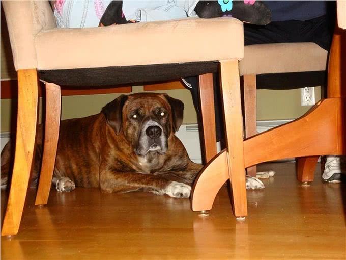 狗狗有以下几个动作，那是它在向你认错!