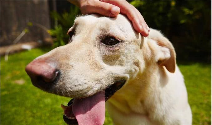 狗狗有以下几个动作，那是它在向你认错!